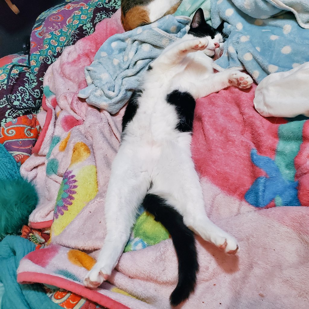 POfcats's tweet photo. Timone practicing hakuna-matata, patiently waiting for his forever home #cats https://t.co/jlDHkG7IRh