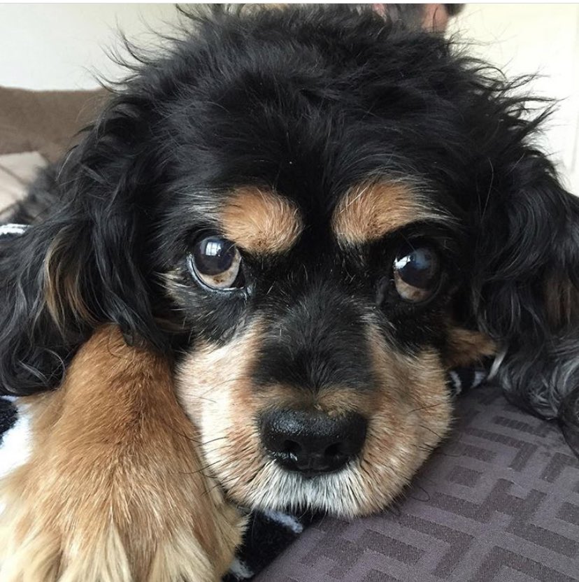 EsperJason's tweet image. I miss my boys