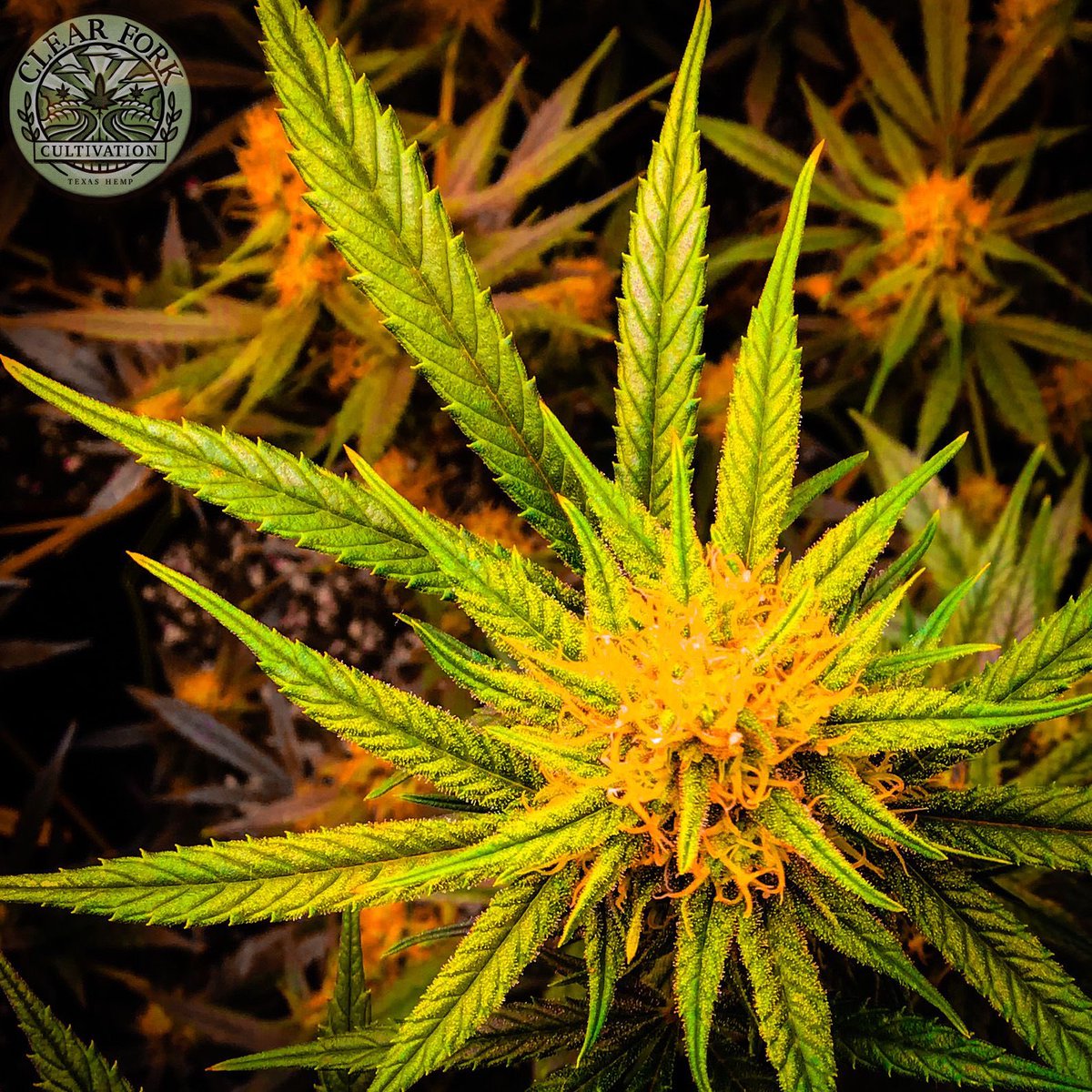 ClearForkCult's tweet photo. Get to feeling good at https://t.co/xROjKAvjCT.

We currently have Mountain Mango flower available as well as a very limited supply(2) of Urban Pioneers Blend Full Spectrum Hemp Oil. All dugout orders also now come with a complimentary gram of flower. https://t.co/GRJcS2M1CF