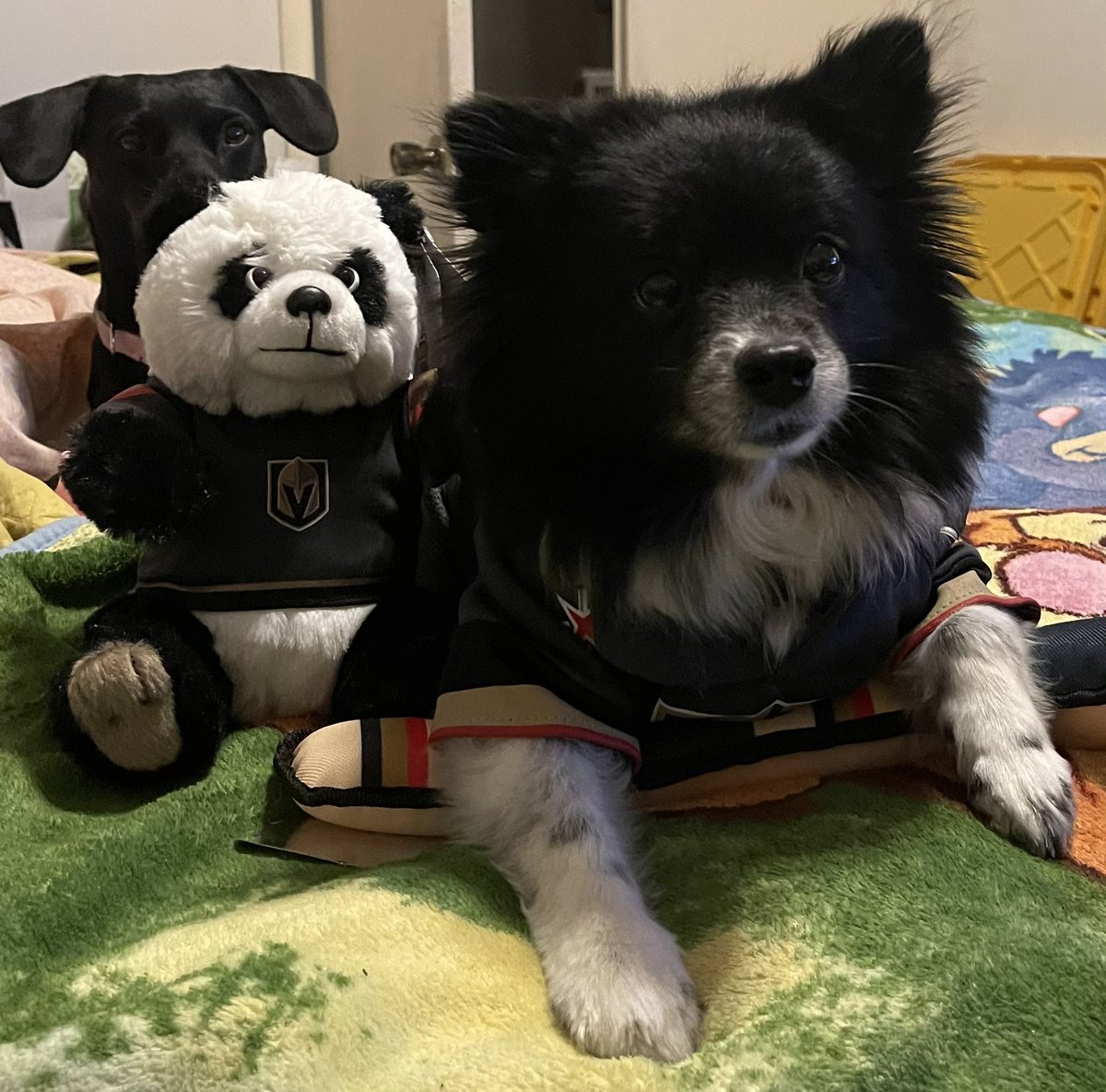 VGKPandaPup's tweet photo. I’m so ready for 2Knight!  I got my sidekick, my hockey stick, and my lucky 3-game winning streak sweater on.  I even have my sister, Chiquis, photobombing my picture.  It’s ok. 🐼#GoKnightsGo #VegasBorn #VGKDogs #FortressAtHome https://t.co/I8aEUxYwWR