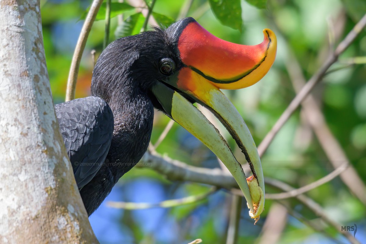 Since they can fly and travel great distances, they can rehabilitate degraded areas by 'planting' new fig and fruiting trees when they poop. Their foraging behaviour and physiology also ensure better germination of seedlings compared to other species.