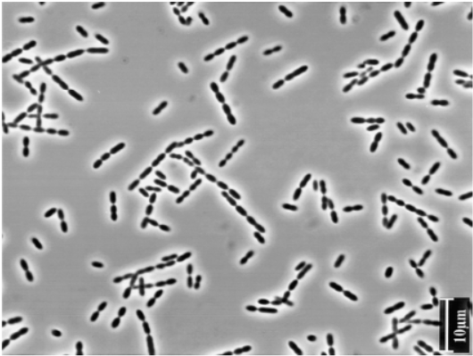 HazelScienceNut's tweet photo. With #climatechange #emissions there is growing interest in #smallpeptides as potential modulators of the #rumenmicrobiome – can we develop a method to detect them from #Ruminococcus bacteria in #cows? Susanna Huang @CSIRO #studentsymposium next week! Supported by @meatlivestock https://t.co/aoVaueCYXL