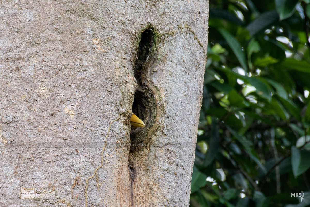 Most species of Hornbills mate for life. Once the pair is established and copulation occurs, the females will enter the cavities and sealed off the opening with muds and other materials leaving only a small space for its bill to protrude out.