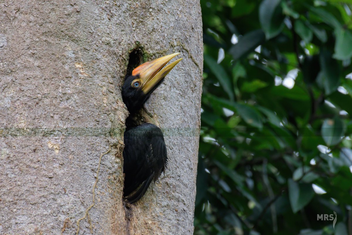 Around 5 months, the baby is big enough to explore the world. It will remove the sealings and fledged out of the nest. Once out, it'll stretch its wings, dry its feathers as well as figuring the kinks of a new strange world outside of its hole.Watch here: