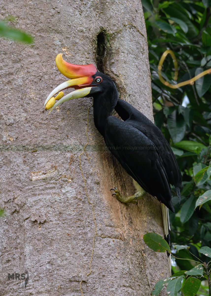 Once the mum left the nest, she then will help the dad in finding food for the baby who is still growing within the cavity. As the baby grew larger, it needs more and more food where both parents will work tirelessly in finding food and bringing it back.