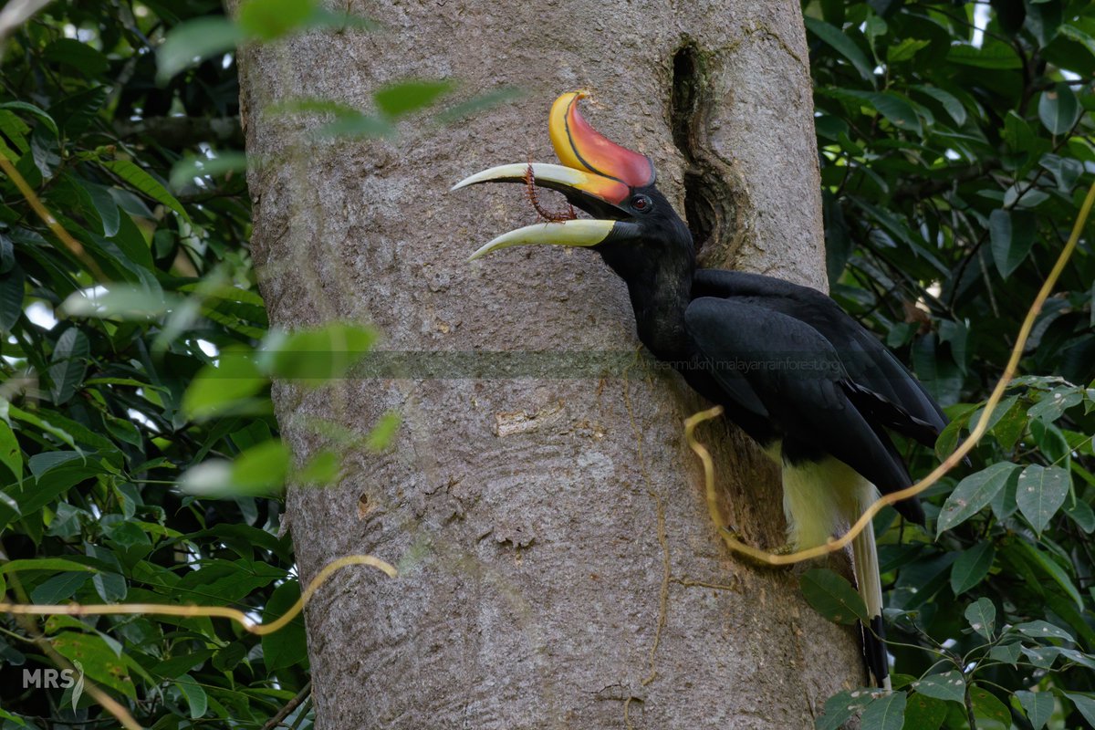At the same time, the male is responsible to find food to feed the mum and the baby from outside the cavity via the opening where their bills can protrude out and receive food from the father. This is a crucial time for the family, and also a super tiring process for the dad!