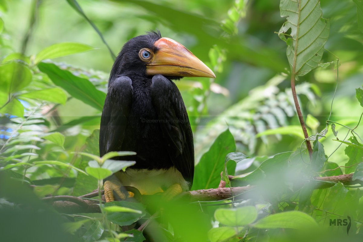 Around 5 months, the baby is big enough to explore the world. It will remove the sealings and fledged out of the nest. Once out, it'll stretch its wings, dry its feathers as well as figuring the kinks of a new strange world outside of its hole.Watch here: