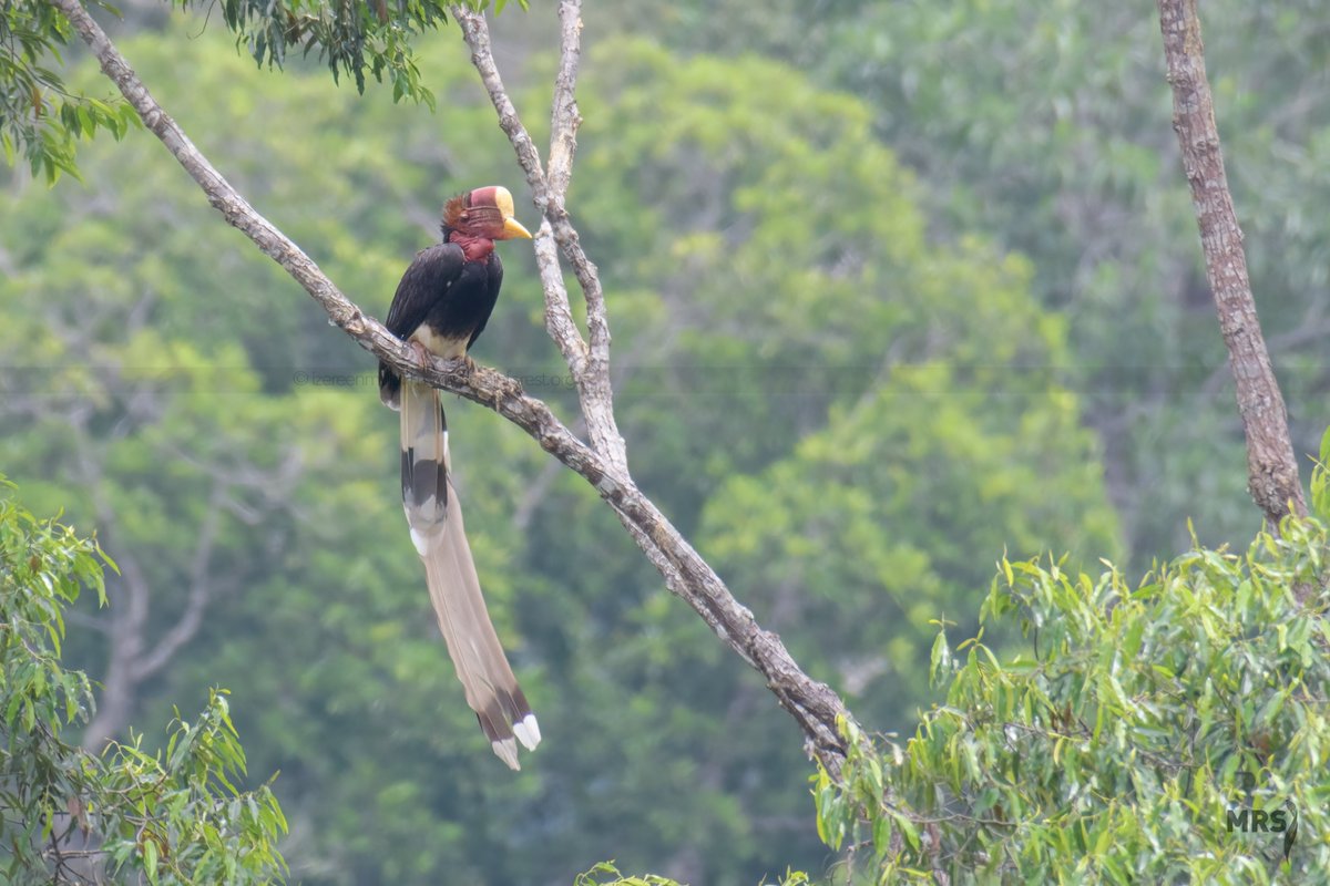 The most worrying case is the Helmeted Hornbill where it is now Critically Endangered (CR) due to poaching. CR is the last stage before this species goes extinct in the wild (similar to Malayan Tiger). Other hornbills are threatened largely due to the impact of habitat loss.