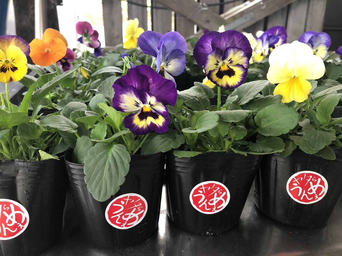 農 矢田営農組合 今日は晴天 続いてくれたら 今までポット販売していた花苗 2枚目 お客様が買われた後に自分で植え付けなくても良いように 鉢付きで販売をはじめました 家の中でも汚れないように ポットのまま鉢に入れてあります 外出が出来ない今