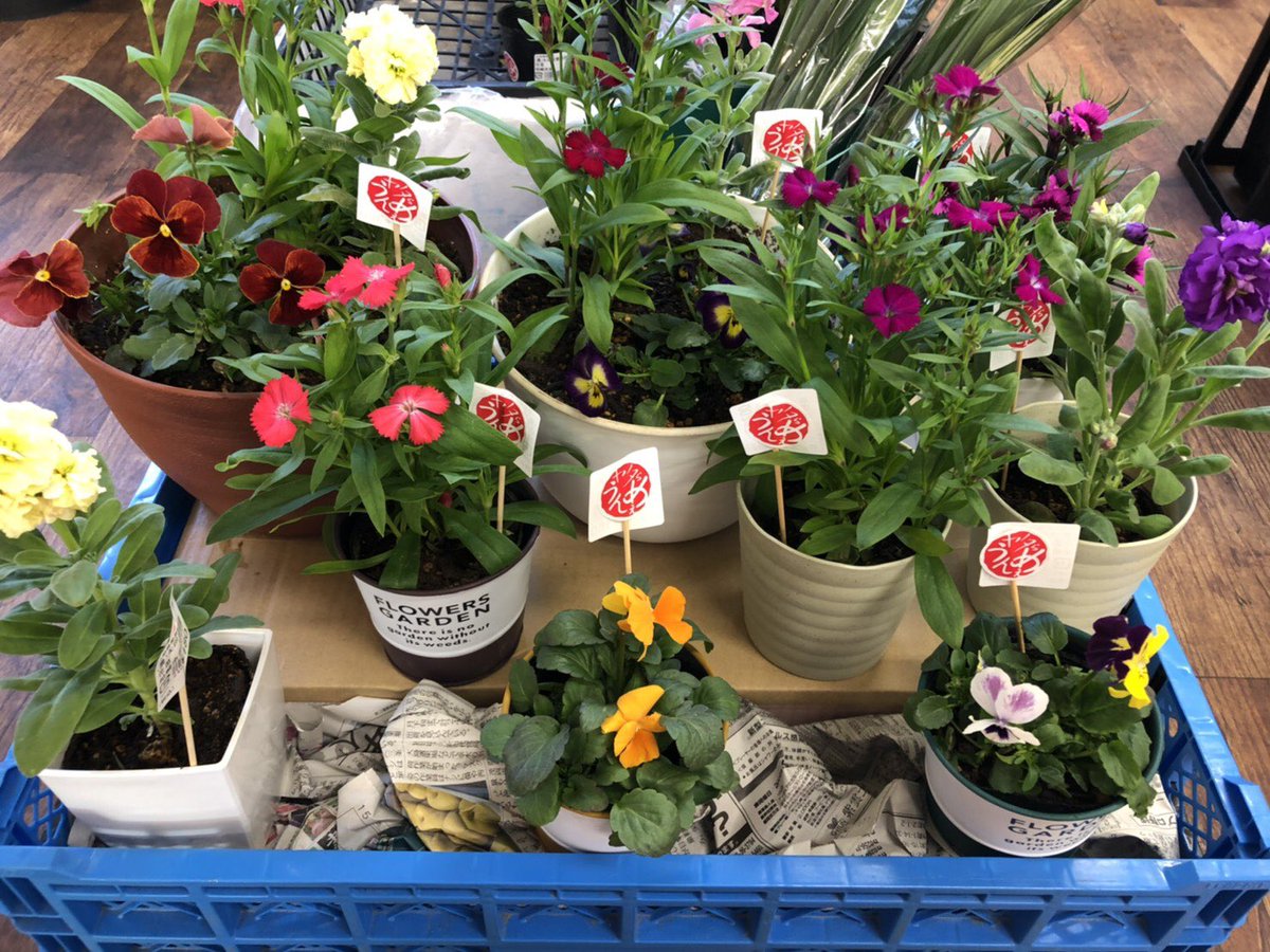 農 矢田営農組合 今日は晴天 続いてくれたら 今までポット販売していた花苗 2枚目 お客様が買われた後に自分で植え付けなくても良いように 鉢付きで販売をはじめました 家の中でも汚れないように ポットのまま鉢に入れてあります 外出が出来ない今
