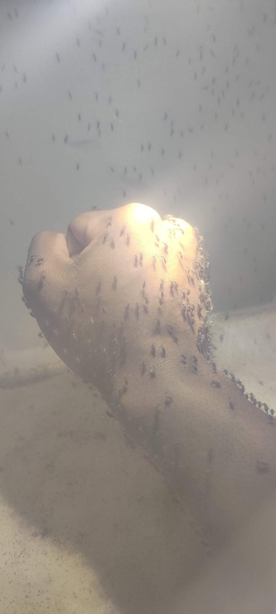 Each colony would have between 2,000 and 3,000 adult mosquitoes, of which around 300-500 would feed each time. I started out having my arm in for 30 minutes when the colony size was small (less than 150 adults), but 5 min were enough at high density. They fill up pretty fast 7/