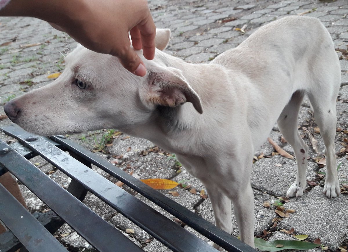 Esta pequeña fue encontrada en el UPC de Guayacanes hace 2 días, muy nerviosa y desorientada. Es mestiza, mediana y de ojitos color verde. Busca a sus dueños o una familia que la adopte. Contacto 0969967325 <a href="/AlertaMePerdi/">Alerta me perdi</a> <a href="/almanimalec/">Fundación Almanimal</a> <a href="/RescateAnimalEC/">La Revolución Animal</a>