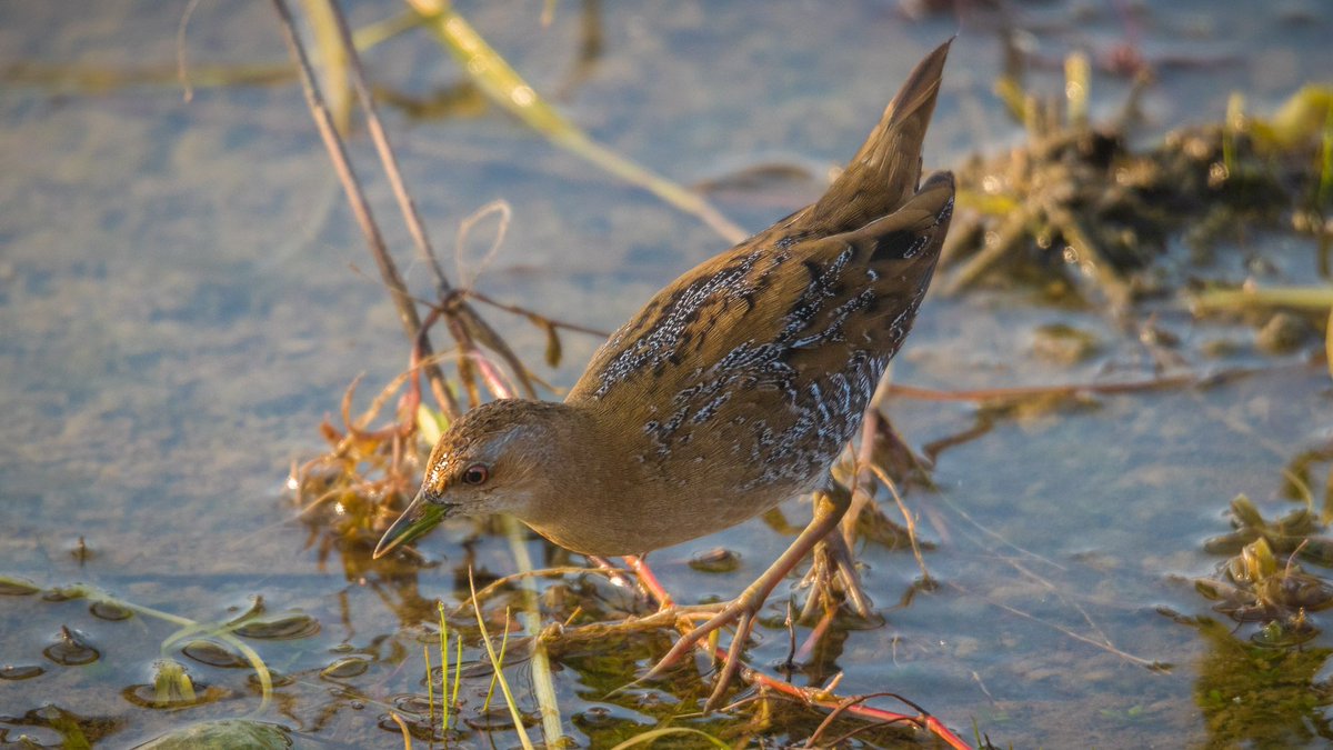samthebirder's tweet image. Baillon's #crake (Zapornia pusilla), also known as the marsh crake, is a small waterbird of the family Rallidae #IndiAves @Avibase #bbcwildlifepotd @WildlifeMag @chirpbirding #birdoftheday @Bird__World @todaysbird @_everybird_ @birdsoftheworld #pune #India #TwitterNatureCommunity