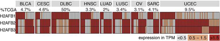 We found that H2A.B is reactivated in many cancer types, notably in ~half of DLBCLs, and likely other lymphomas as well. This was also recently reported by others:  https://www.biorxiv.org/content/10.1101/2021.01.19.427265v1