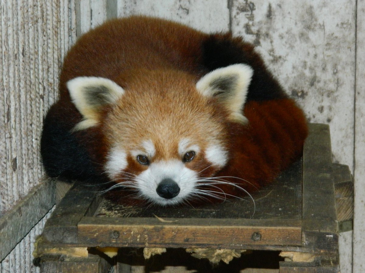 In  @timesofindia today:Indian scientists counter China with 3-yr long research,DNA sequencing from faecal samples of endangered red panda1.Two sub-species of mammal— Chinese and Himalayan present in Arunachal Pradesh’s Dibang2.River where 2 species diverge in IndiaI report