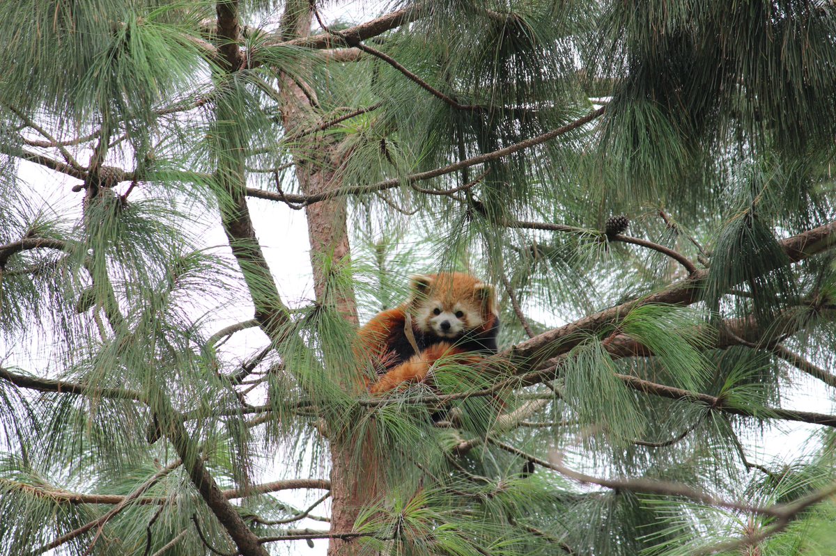 In  @timesofindia today:Indian scientists counter China with 3-yr long research,DNA sequencing from faecal samples of endangered red panda1.Two sub-species of mammal— Chinese and Himalayan present in Arunachal Pradesh’s Dibang2.River where 2 species diverge in IndiaI report