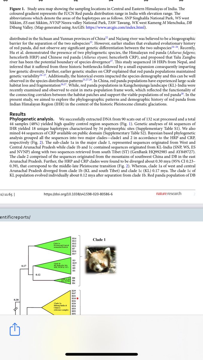 Scientists from Zoological Survey of India,a body under  @moefcc, published their research in two top science journals1.Nature(Scientific Reports) &German Society of MammalianBiology last week2. Research said red panda actually diverged into two species about 0.3 million yrs ago