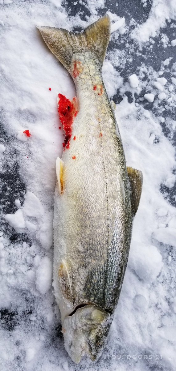LowellMiller17's tweet photo. It was a tough day of fishing but we didnt get skunked! I caught my first splake, sale caught a small walleye, and a mud puppy!!!! #LToutdoors #michiganoutdoors #michiganfishing #fishing #icefishing #splake #walleye #mudpuppy https://t.co/YReaE5D9pw