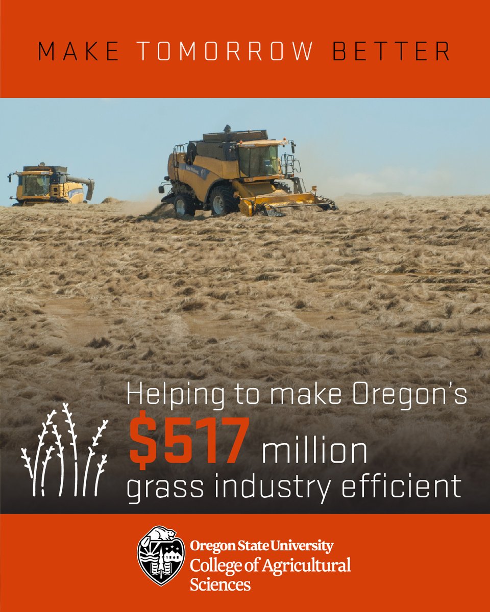 OSUAgSci's tweet image. Valued at over $517 million, #grassseed is the 4th most valuable crop in Oregon! #OSUExtension field trials aim to capture a greater portion of harvest yields.

STORY: beav.es/Jqf
@ORagriculture  @OreFarmBureau  @BeaverCaucus  @OregonStateGR 
#OSUImpact