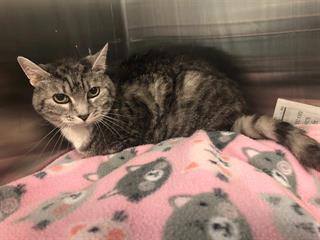 PeterAskin1's tweet photo. Hey there So-Cal senior lovers! Got a spot for pretty 15 year old girl tabby kitty "Bright Eyes" A5401569 at the #Lancaster #LosAnglesCA shelter! This betrayed sweetie needs out now! Adopt! Pledge for rescue! Share! Phone/email (661) 940-4191 https://t.co/OTztGvXLcM VERY URGENT! https://t.co/Vly22Nqb9x