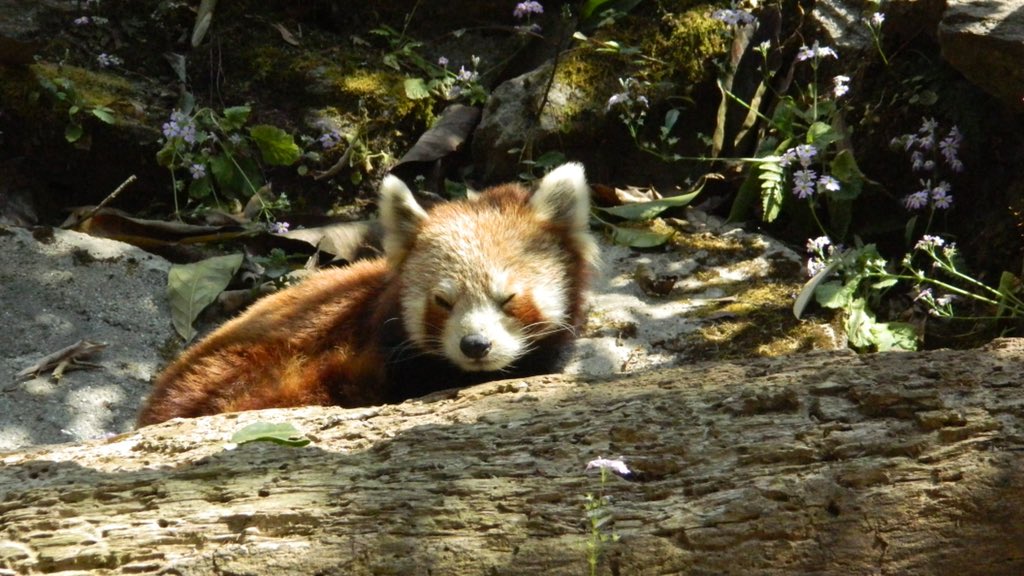 Map by scholars shows presence of red pandaRed dots symbolise Chinese Red Panda in Arunachal Pradesh’s Dibang valleyGreen points out Himalayan Red pandas in Darjeeling, Sikkim, north West Bengal, south Tibet & Bhutan)Yellow refers to Chinese Red Pandas (in Sichuan & Yunnan)