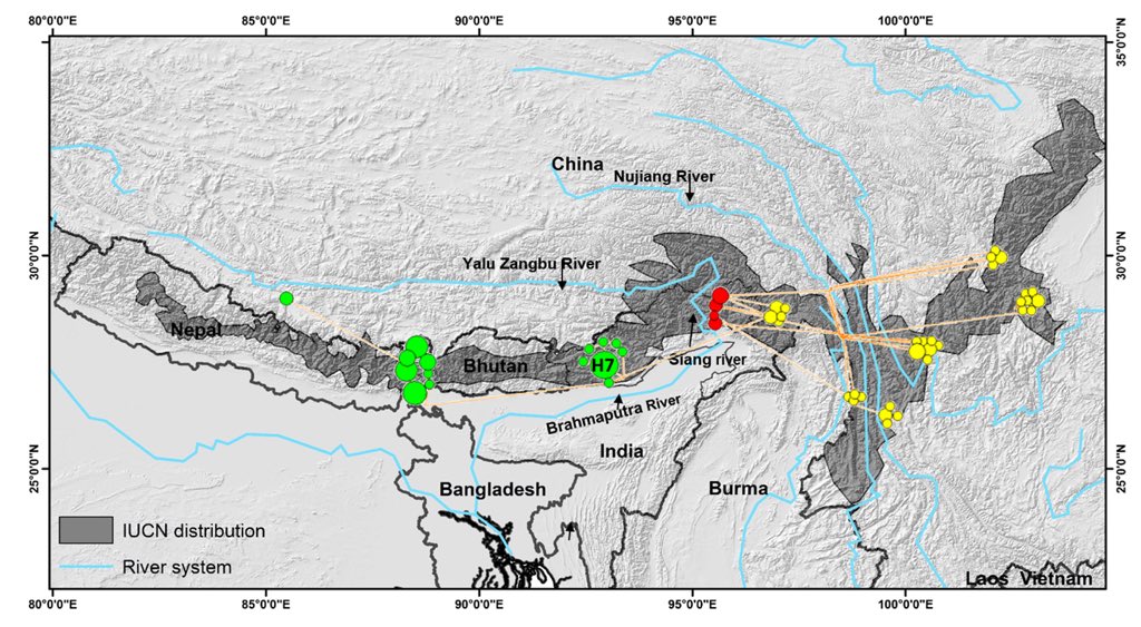 Map by scholars shows presence of red pandaRed dots symbolise Chinese Red Panda in Arunachal Pradesh’s Dibang valleyGreen points out Himalayan Red pandas in Darjeeling, Sikkim, north West Bengal, south Tibet & Bhutan)Yellow refers to Chinese Red Pandas (in Sichuan & Yunnan)