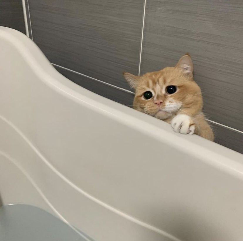 𓈒  ̇ 🐾 ⁎  ˚ 까꿍 ✧ 𓈒  ̇  ⁎  ˚