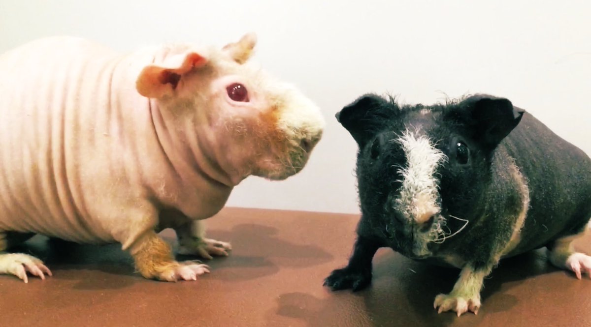 アニマルルームいけもふ V Twitter 本日もオープンいたしました 池袋 いけもふ 動物カフェ アニマルカフェ 小動物 スキニーギニアピッグ モルモット アニマルルームいけもふ V Twitter 本日もオープンいたしました 池袋 いけもふ 動物カフェ アニマルカフェ 小動物 スキニーギニアピッグ モルモット