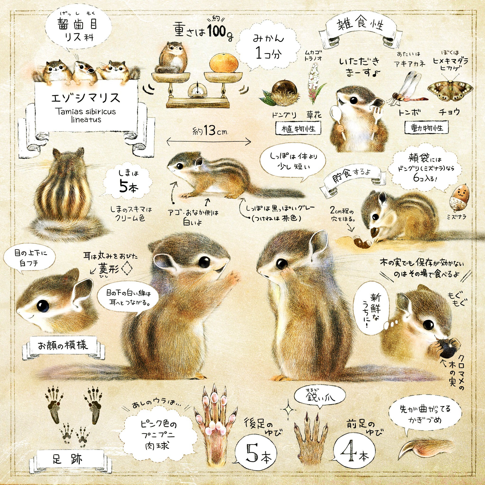 いぬい さえこ きょうは リスの日 Squirrelappreciationday 野生動物のリハビリをする自然保護施設の方が提唱した記念日 リスが無事 冬をこせますように リスについての理解を深めよう という思いがこめられているそうです 世界中のリス