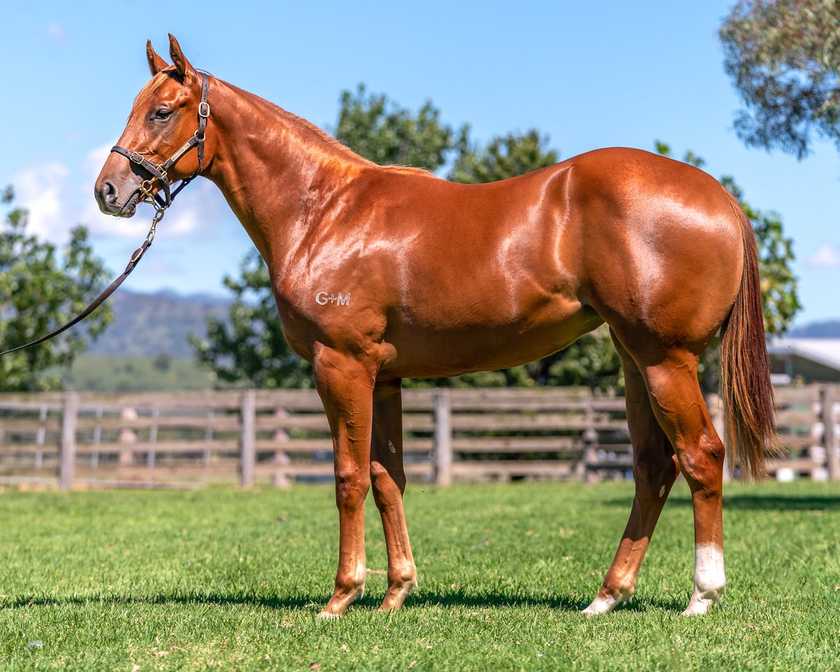 Berkeley Park Stud tweet media