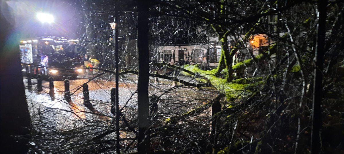 Aantal bomen om in Lage Vuursche