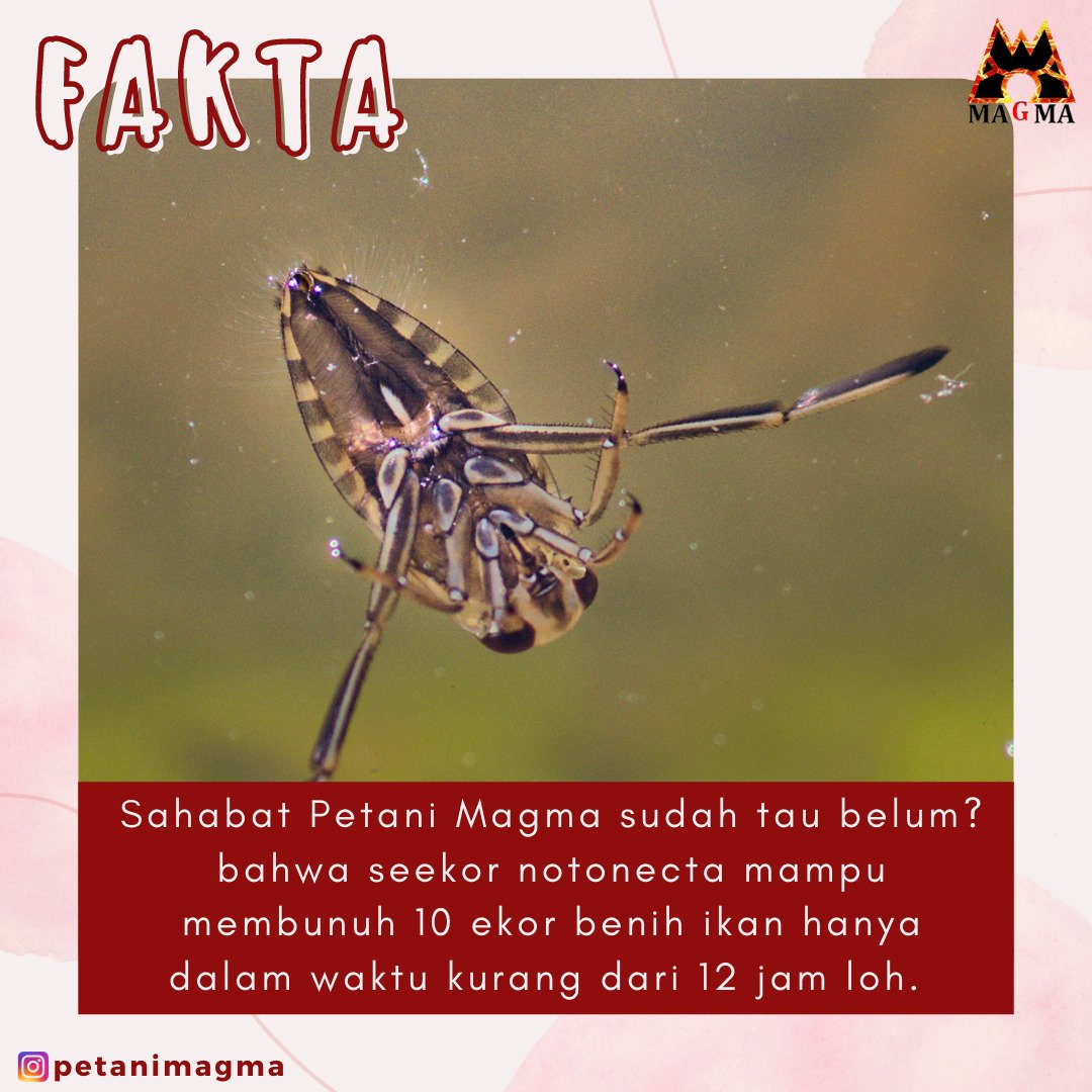 PetaniMagma's tweet photo. Notonecta nama nya,  jenis hama yang menyerang beberapa benih ikan😱😱😱

#suputarinfo #enterpreneur #KalselJugaIndonesia https://t.co/zzrc1zbSlN