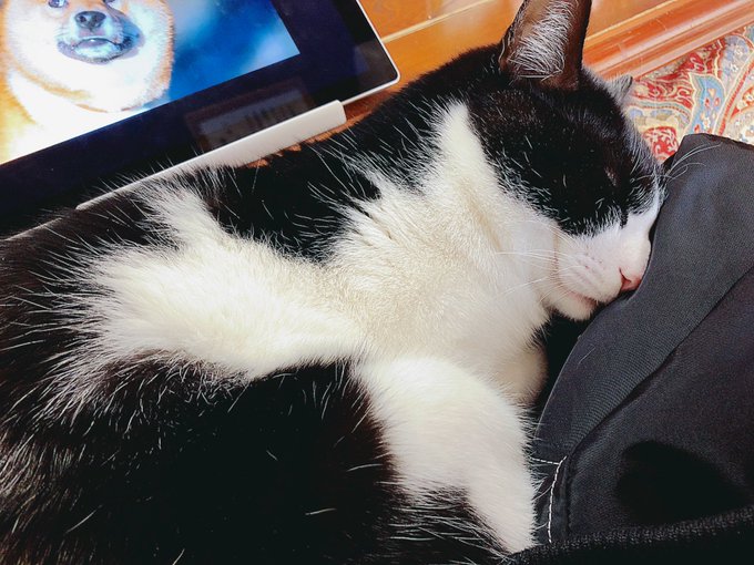 こ、これが幸せ作業妨害かぁ…ッ!!!!!!!!(幸) 