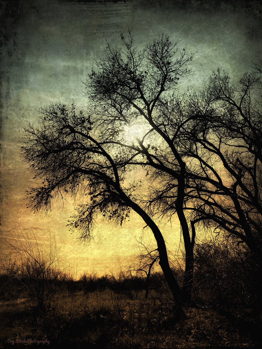 DryHeatBlog's tweet photo. Winter trees in the Rio Grande River Bosque at Coors &amp; Montano in Albuquerque, #NewMexico. #WinterTrees #landscapephotography https://t.co/deVwh5rOAs