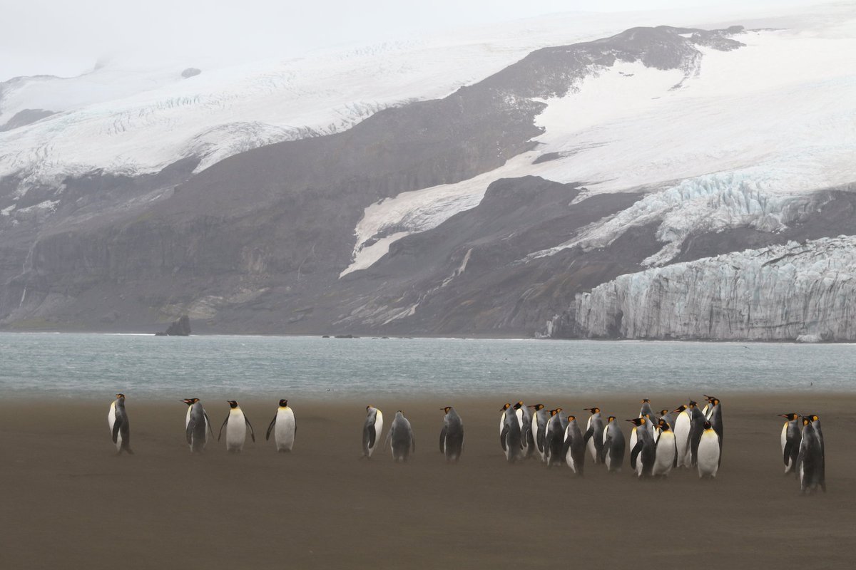 One under-appreciated part of penguin life is that many places where penguins live can get very windy. Here king penguins (Aptenodytes patagonicus) are seen being blasted by blowing sand.  #PenguinAwarenessDay