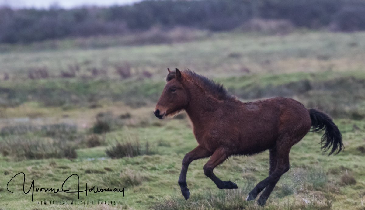 New Forest pony yearling having fun across the wet ground @Natures_Voice @BBCSpringwatch @BBCEarth @WildlifeTrusts @wildlife_uk @CanonUKandIE #TwitterNatureCommunity @natureslover_s #BBCWildlifePOTD #eosrp @NewForestNPA