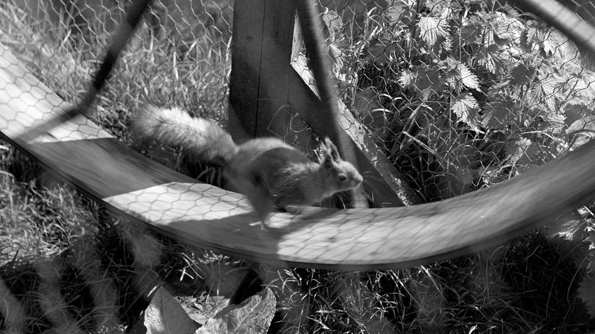 [realises it's Squirrel Appreciation Day]

HOLD MY WHEEL