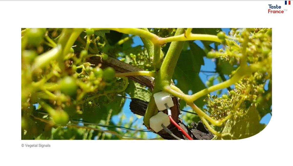 Taste France (@tastefrance_en) on Twitter photo The French company from Bordeaux <a href="/VegetalSignals/">Vegetal Signals</a> is developing #sensors capable of interpreting the electrical⚡ waves emitted by #plants🌿. This makes it possible to detect water💧stress or even the attack of #mildew well before the appearance of symptoms.
#agtech #ChooseFrance The French company from Bordeaux <a href="/VegetalSignals/">Vegetal Signals</a> is developing #sensors capable of interpreting the electrical⚡ waves emitted by #plants🌿. This makes it possible to detect water💧stress or even the attack of #mildew well before the appearance of symptoms.
#agtech #ChooseFrance
