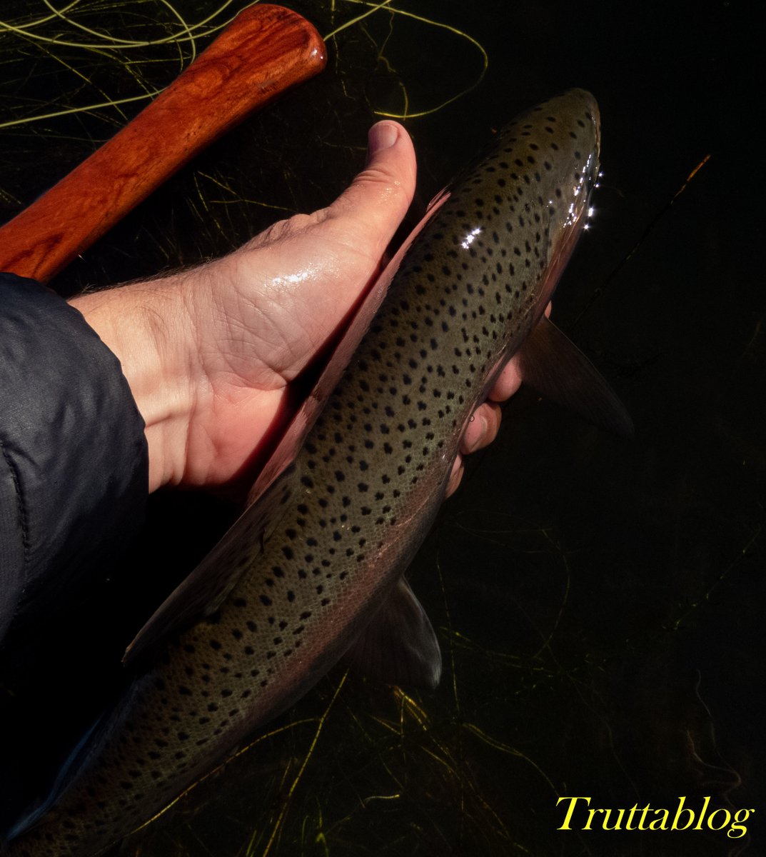 Truttablog's tweet photo. Strong Rainbow that!
#RainbowTrout #Trout #Flyfishing #Stillwater #Truttablog #KeepEmWet #CatchAndRelease https://t.co/IpAajUSnqz