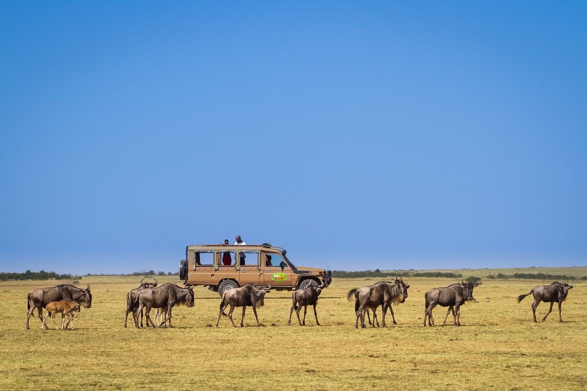 Fikafrika's tweet photo. Game Drives at their best. Contact us on info@fikafrikasafaris.com and book your next Holiday to #Uganda and #Kenya https://t.co/Jzq0t4132L