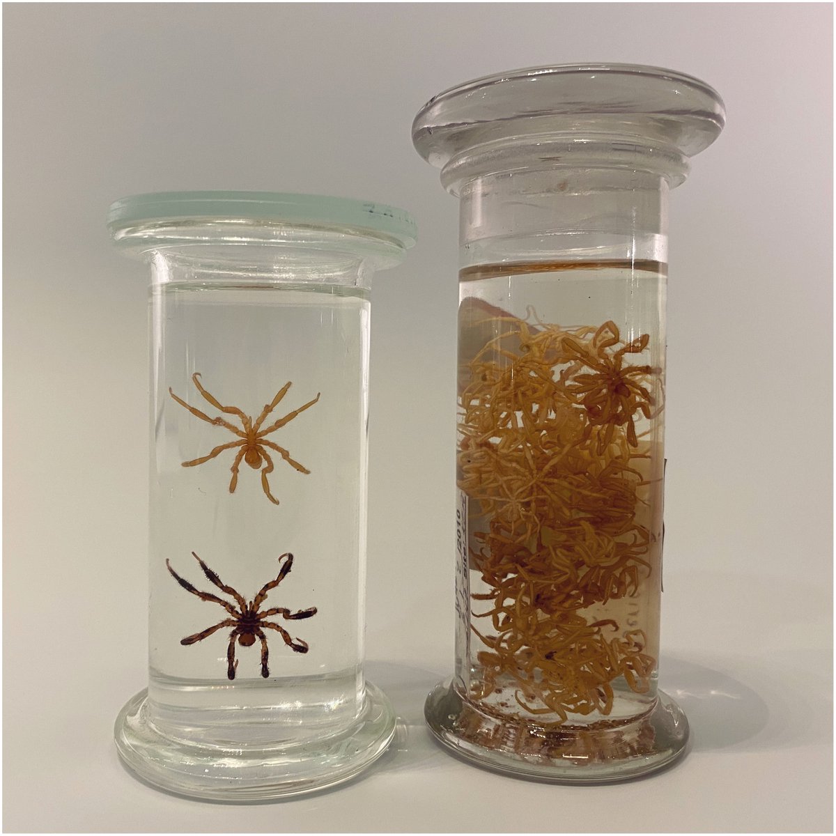 2. Small invertebrates can be challenging to display well in fluid due to their size. Creating a linear series can give more visual impact for smaller specimens. It can be done to show growth series, different views or just because 2 is better than 1!  #NatSCAConservation