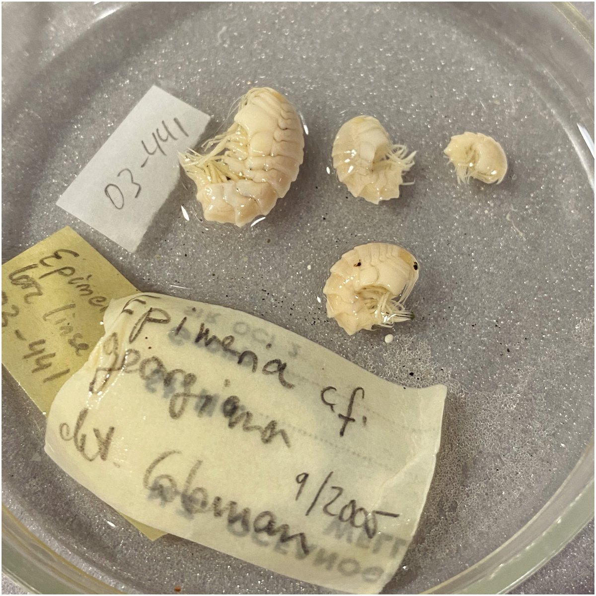 3. Often their size or soft, delicate bodies are too fragile to mount using more traditional glass plate & monofilament thread methods. Collodion solution can be used as an alternative to this when working with alcohol based preservatives.  #NatSCAConservation
