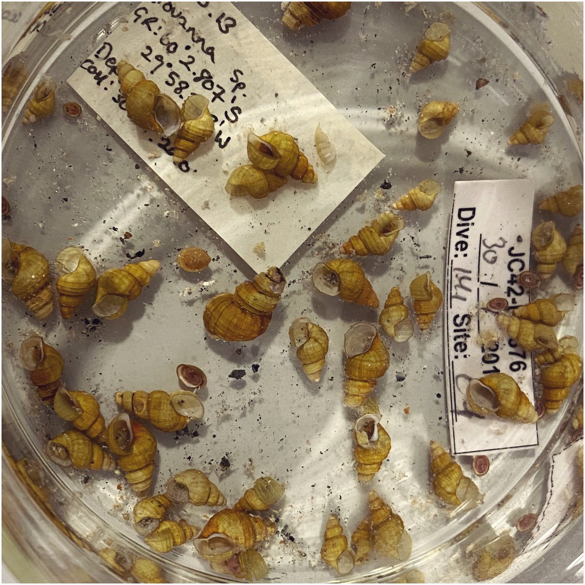 3. Often their size or soft, delicate bodies are too fragile to mount using more traditional glass plate & monofilament thread methods. Collodion solution can be used as an alternative to this when working with alcohol based preservatives.  #NatSCAConservation