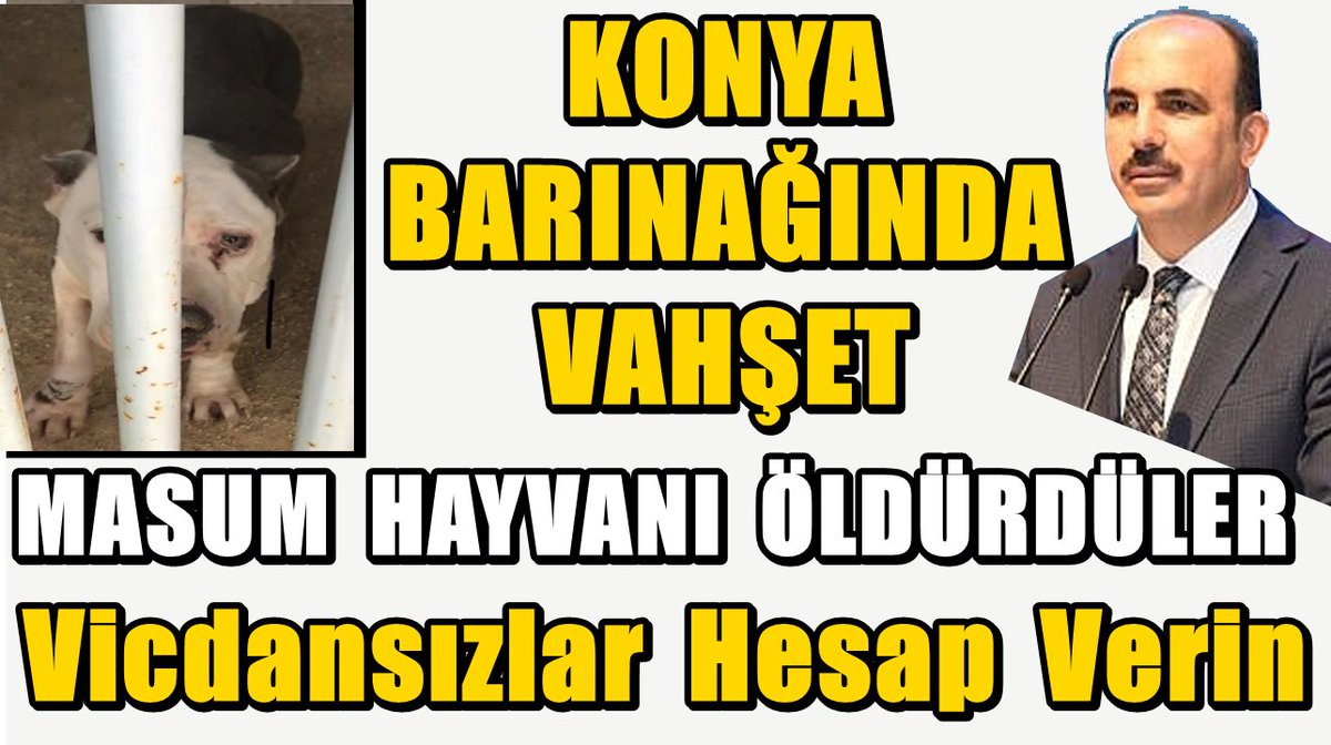 kihayko's tweet photo. Konya Barınağında Öldürüldü. Sayın Bakanımız Bu Kanlı Yasa Ne zaman değişecek. Hayvanlarımız Barınaklarda Ölüme Atıldı. YETER ARTIK. Bu Zulüm Bitsin
@TCKonyaValiligi @Konyabuyuksehir @Konya8Bolge 
@u_ibrahim_altay @recepbayraktarr @bekirpakdemirli @suleymansoylu @nesrincitirik https://t.co/RW4Xf13pwn