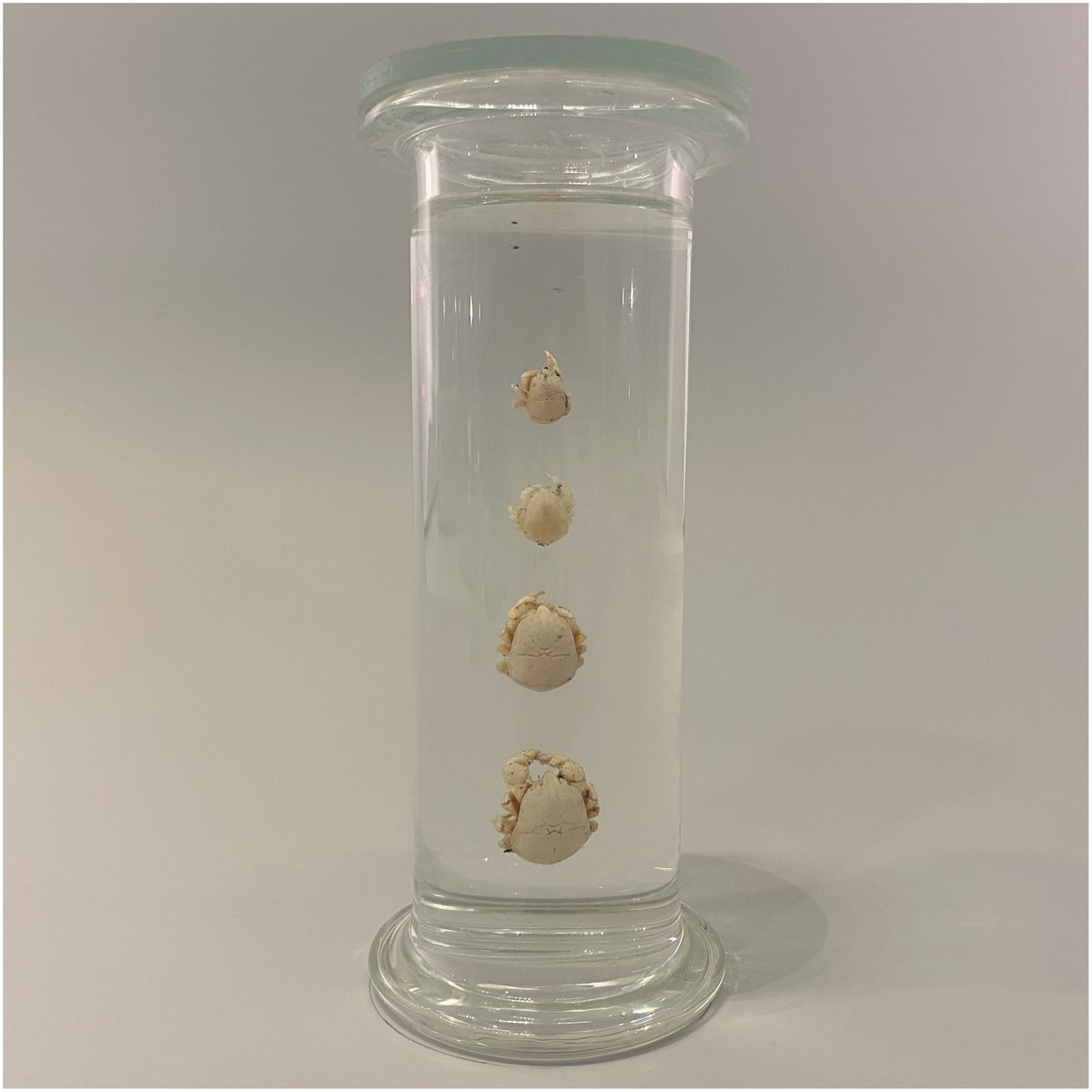 6. The gel forms an invisible bond between the specimen and the glass plate. This allows the specimens to be viewed from both sides without any visual obstructions.  #NatSCAConservation