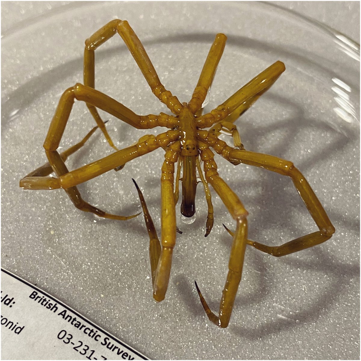 9. It can also be used as an adhesive for small repairs. By drying the damaged area slightly you can apply a drop of collodion solution and rejoin the loose leg. Additional drops of alcohol preservative will cause it to gel and hold the leg in place.  #NatSCAConservation