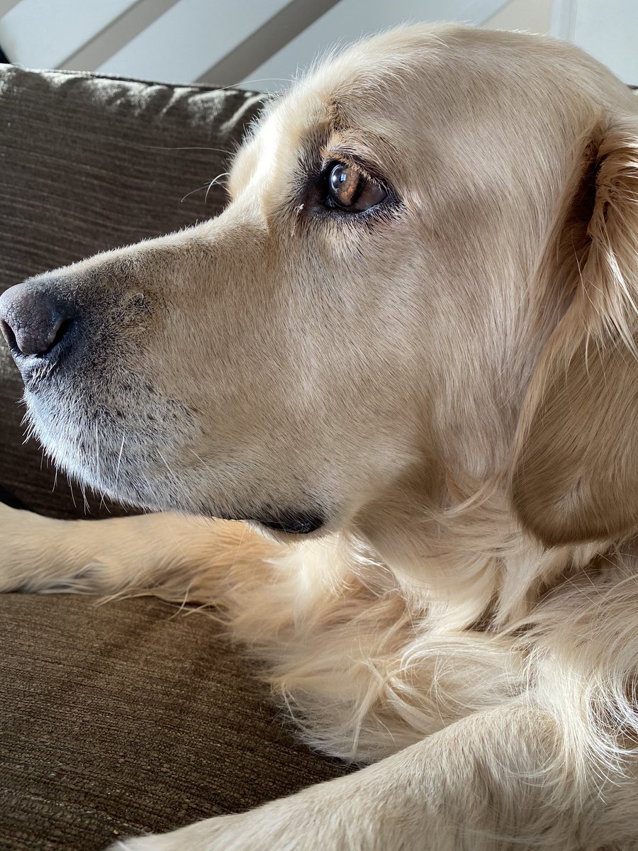 RetrieverBarney's tweet photo. Camera is out again... #dogslife #letmechill #dogsofrwitter https://t.co/jC9htQ3vyW