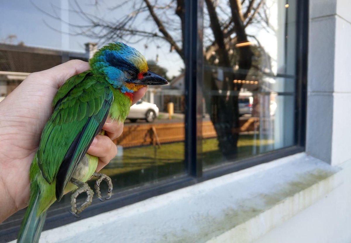 TaiwanBirding's tweet image. Make windows safe for birds.

It came too late for this Taiwan Barbet (五色鳥). #windowstrike Photo: Wayne Hsu.