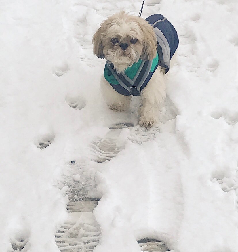 Jen230675's tweet photo. Lovely fresh walk to start the day❄️⛄️🐶🥶 https://t.co/YdfYvxji7D