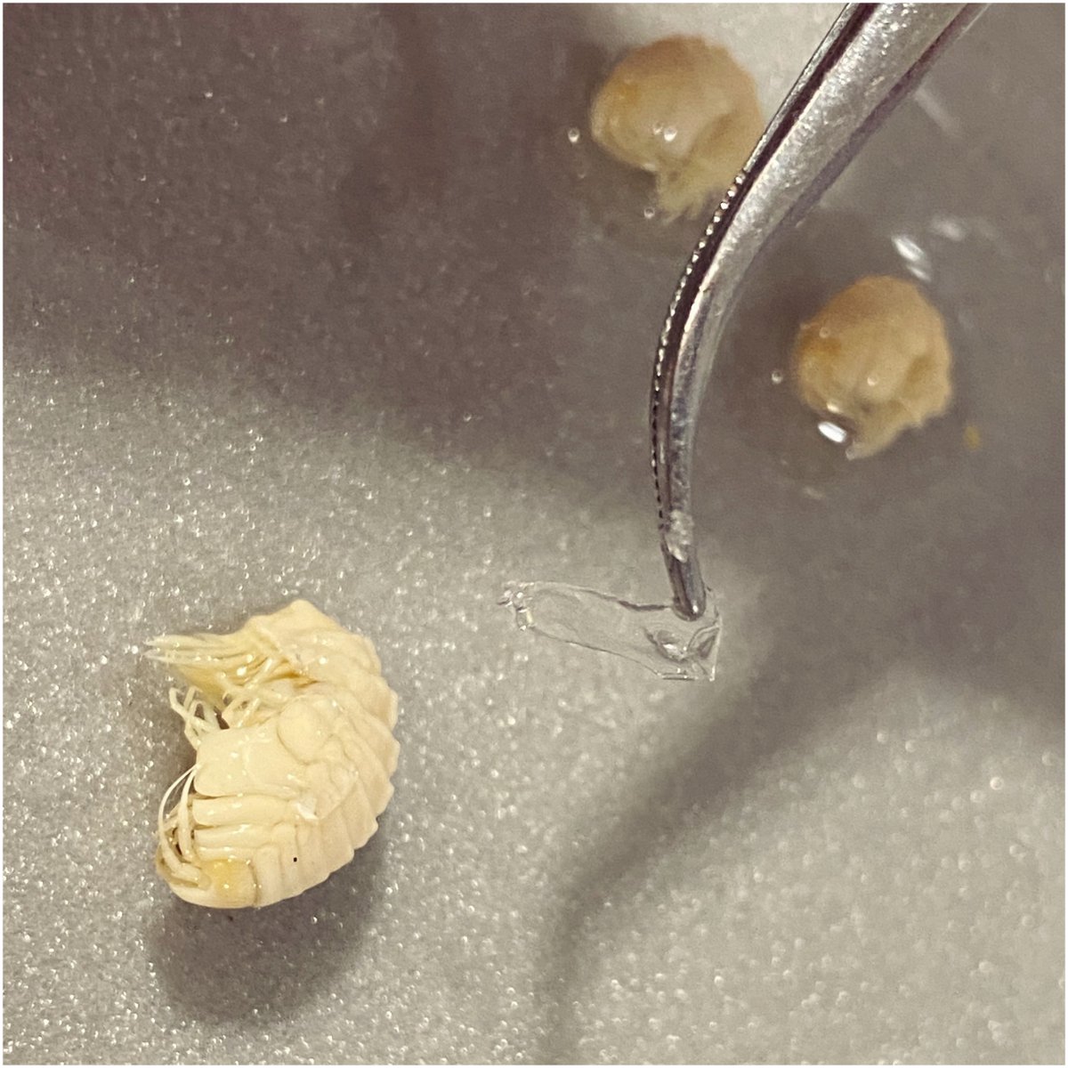 8. Collodion is insoluble in water and in both ethanol and diethyl ether separately but it is very soluble in ethanol/diethyl ether mixtures. The collodion gel is easily reversible on reapplication of the ethanol/diethyl ether mixture.  #NatSCAConservation